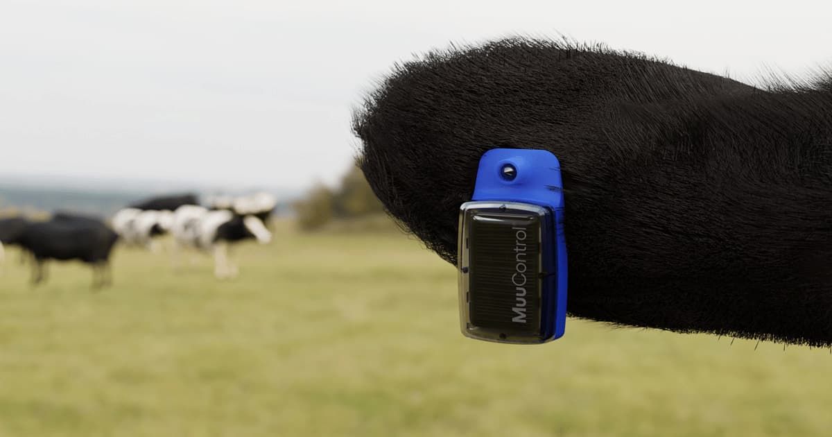 Intelligent Cattle Sensor